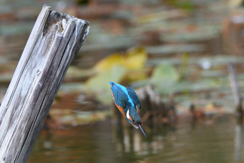 トリミング 2020/12月 SIGMA150-600C+D500 600mm F6.3 ss1/1600 ISO1000 AF-C 25点