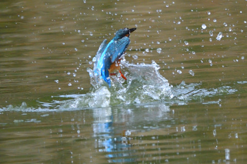 トリミング 2020/12月 SIGMA150-600C+D500 600mm F6.3 ss1/1600 ISO1000 AF-C 25点