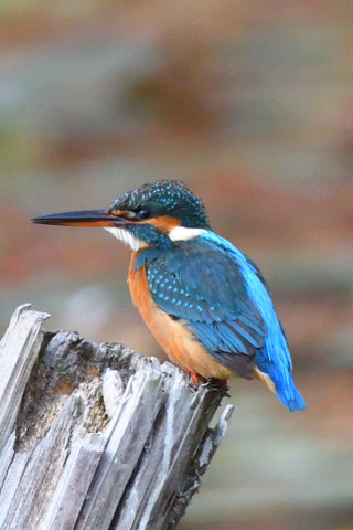 トリミング 2020/12月 SIGMA150-600C+D500 600mm F6.3 ss1/1600 ISO1400