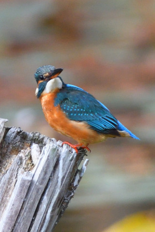 トリミング 2020/12月 SIGMA150-600C+D500 600mm F6.3 ss1/800 ISO720