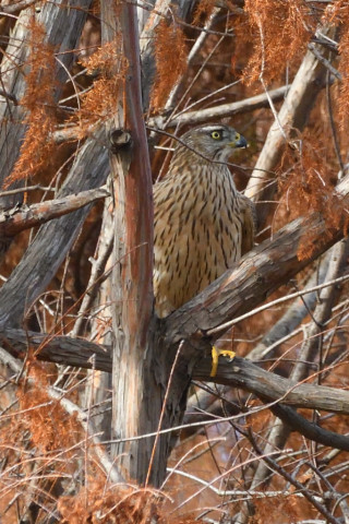 トリミング 2020/12月 SIGMA150-600C+D500 600mm F8 ss1/1250 ISO1800