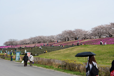 2021/3月 SIGMA17-70+D500 45mm F8 ss1/1250 ISO500