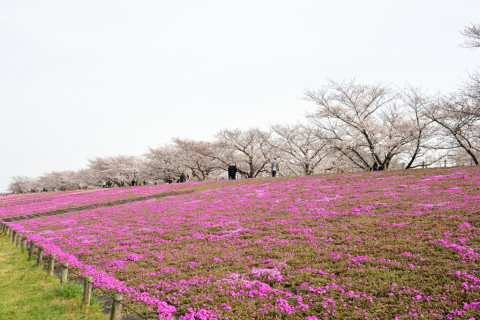 2021/3月 SIGMA17-70+D500 26mm F8 ss1/125 ISO100