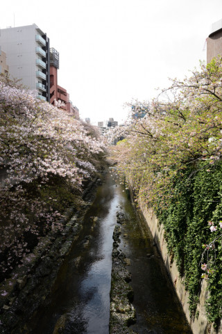 2021/4月 SIGMA17-70+D500 17mm F5.6 ss1/125 ISO140