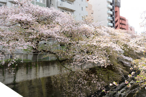 2021/4月 SIGMA17-70+D500 22mm F5.6 ss1/125 ISO100