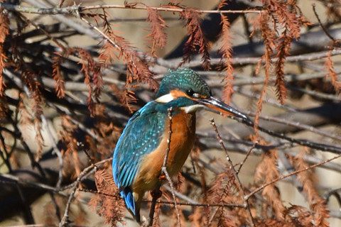 トリミング 2020/12月 SIGMA150-600C+D500 600mm F8 ss1/640 ISO360