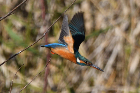トリミング 2020/12月 SIGMA150-600C+D500 600mm F8 ss1/2000 ISO560 AF-C 25点