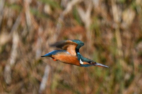 トリミング 2020/12月 SIGMA150-600C+D500 600mm F8 ss1/2000 ISO560 AF-C 25点