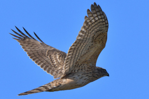 トリミング 2020/12月 SIGMA150-600C+D500 600mm F8 ss1/1600 ISO400 AF-C 25点