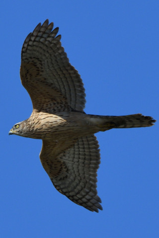 トリミング 2020/12月 SIGMA150-600C+D500 600mm F8 ss1/1600 ISO500 AF-C 25点
