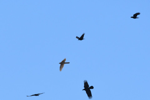 トリミング 2020/12月 SIGMA150-600C+D500 600mm F8 ss1/1600 ISO220 AF-C 25点