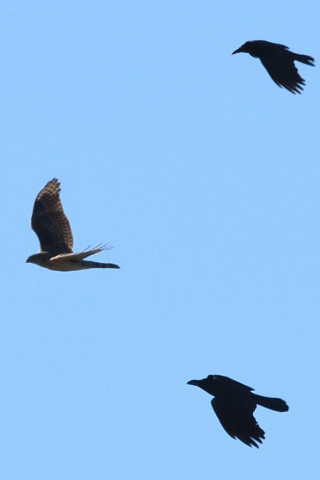 トリミング 2020/12月 SIGMA150-600C+D500 600mm F8 ss1/1600 ISO200 AF-C 25点