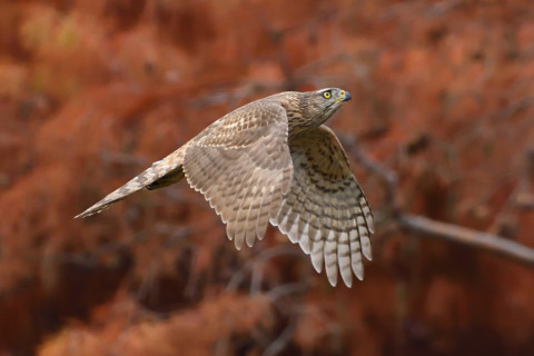 トリミング 2020/12月 SIGMA150-600C+D500 600mm F6.3 ss1/1600 ISO1800 AF-C 25点