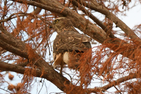 トリミング 2020/12月 SIGMA150-600C+D500 600mm F6.3 ss1/1600 ISO1250