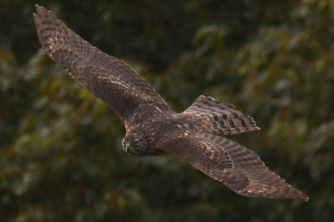 トリミング 2020/12月 SIGMA150-600C+D500 600mm F6.3 ss1/1600 ISO320 AF-C 25点