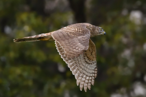 トリミング 2020/12月 SIGMA150-600C+D500 600mm F8 ss1/1600 ISO4500 AF-C 25点