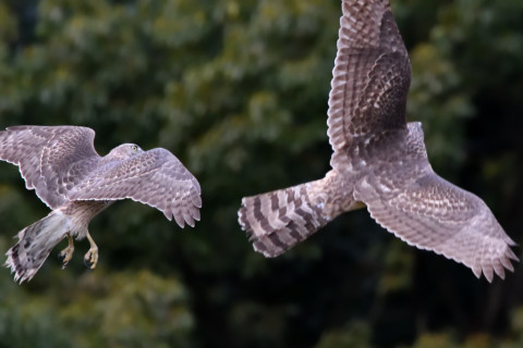 トリミング 2020/12月 SIGMA150-600C+D500 600mm F8 ss1/1600 ISO6400 AF-C 25点