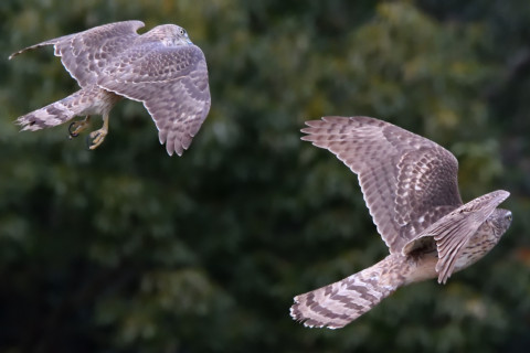 トリミング 2020/12月 SIGMA150-600C+D500 600mm F8 ss1/1600 ISO6400 AF-C 25点