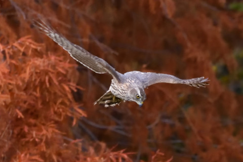 トリミング 2020/12月 SIGMA150-600C+D500 600mm F8 ss1/1600 ISO6400 AF-C 25点