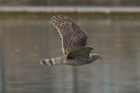 トリミング 2020/12月 SIGMA150-600C+D500 600mm F8 ss1/1250 ISO2000 AF-C 25点