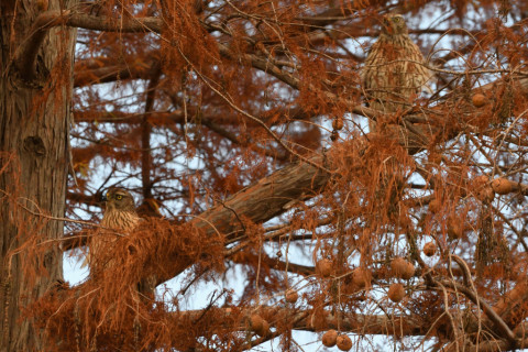 トリミング 2020/12月 SIGMA150-600C+D500 600mm F8 ss1/1250 ISO1800 AF-C 25点