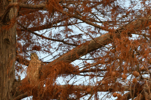 トリミング 2020/12月 SIGMA150-600C+D500 600mm F8 ss1/1250 ISO2000