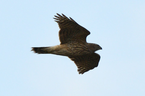 トリミング 2020/12月 SIGMA150-600C+D500 600mm F8 ss1/1250 ISO280 AF-C 25点