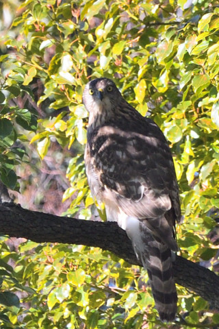 トリミング 2020/12月 SIGMA150-600C+D500 600mm F8 ss1/500 ISO560