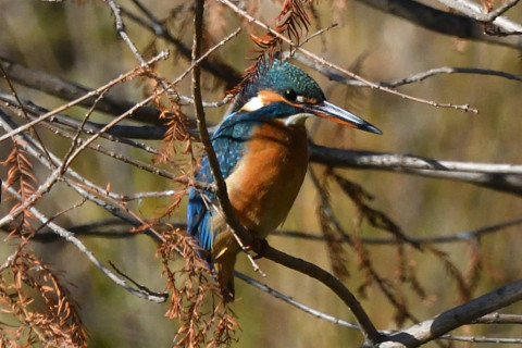トリミング 2020/12月 SIGMA150-600C+D500 600mm F8 ss1/1600 ISO1000