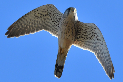 トリミング 2020/12月 SIGMA150-600C+D500 460mm F8 ss1/1600 ISO640 AF-C 25点