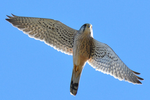 トリミング 2020/12月 SIGMA150-600C+D500 460mm F8 ss1/1600 ISO640 AF-C 25点