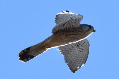 トリミング 2020/12月 SIGMA150-600C+D500 550mm F8 ss1/1600 ISO450 AF-C 25点