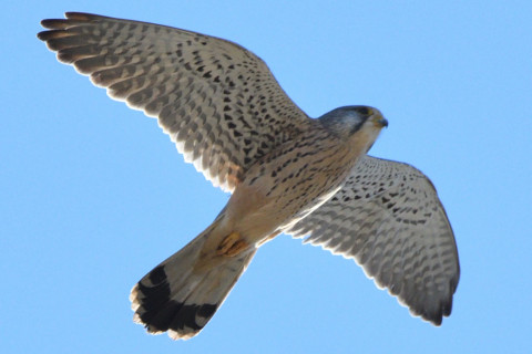 トリミング 2020/12月 SIGMA150-600C+D500 550mm F8 ss1/1600 ISO560 AF-C 25点