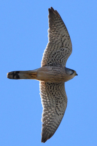 トリミング 2020/12月 SIGMA150-600C+D500 550mm F8 ss1/1600 ISO720 AF-C 25点