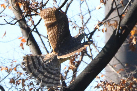 トリミング 2020/12月 SIGMA150-600C+D500 440mm F8 ss1/1600 ISO2500 AF-C 25点