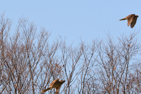 トリミング 2020/12月 SIGMA150-600C+D500 450mm F8 ss1/1600 ISO800 AF-C 25点