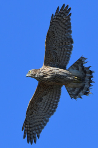 トリミング 2020/12月 SIGMA150-600C+D500 600mm F8 ss1/1250 ISO900 AF-C 25点