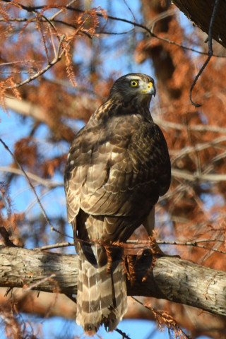 トリミング 2020/12月 SIGMA150-600C+D500 600mm F8 ss1/640 ISO720