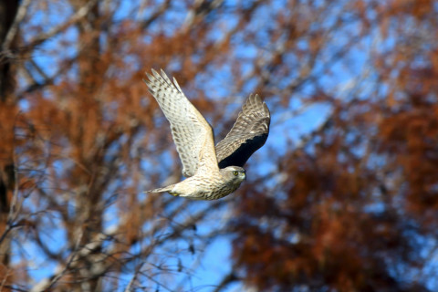 トリミング 2020/12月 SIGMA150-600C+D500 600mm F8 ss1/1250 ISO1000 AF-C 25点