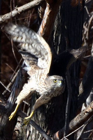 トリミング 2020/12月 SIGMA150-600C+D500 600mm F8 ss1/1250 ISO1400 AF-C 25点