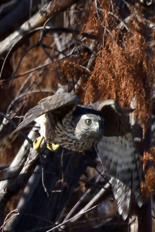 トリミング 2020/12月 SIGMA150-600C+D500 600mm F8 ss1/1250 ISO1400 AF-C 25点