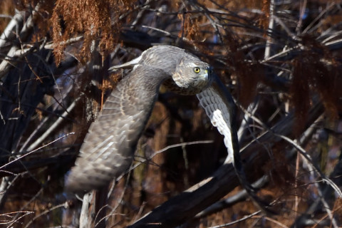 トリミング 2020/12月 SIGMA150-600C+D500 600mm F8 ss1/1250 ISO1400 AF-C 25点
