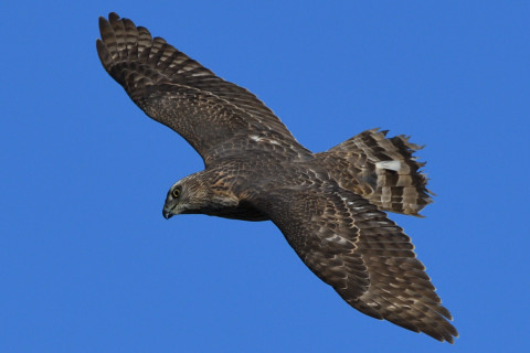 トリミング 2020/12月 SIGMA150-600C+D500 550mm F8 ss1/1250 ISO400 AF-C 25点