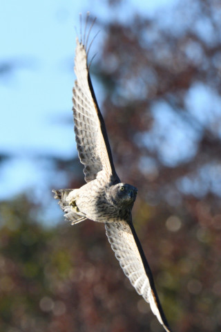 トリミング 2020/12月 SIGMA150-600C+D500 600mm F8 ss1/1600 ISO560 AF-C 25点