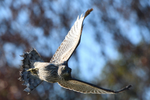 トリミング 2020/12月 SIGMA150-600C+D500 600mm F8 ss1/1600 ISO560 AF-C 25点