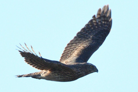 トリミング 2020/12月 SIGMA150-600C+D500 600mm F8 ss1/1600 ISO640 AF-C 25点