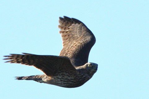 トリミング 2020/12月 SIGMA150-600C+D500 600mm F8 ss1/1600 ISO640 AF-C 25点