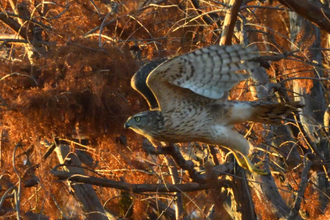 トリミング 2020/12月 SIGMA150-600C+D500 600mm F8 ss1/1250 ISO4000 AF-C 25点