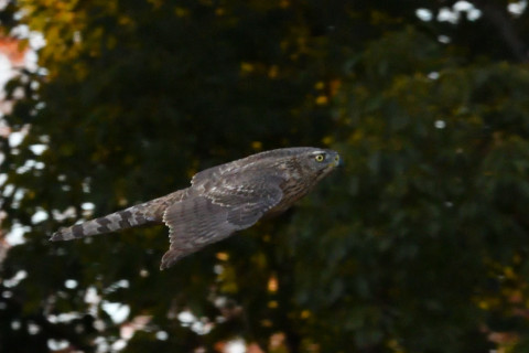 トリミング 2020/12月 SIGMA150-600C+D500 600mm F8 ss1/1250 ISO4000 AF-C 25点