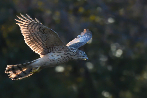 トリミング 2020/12月 SIGMA150-600C+D500 480mm F8 ss1/1250 ISO4000 AF-C 25点